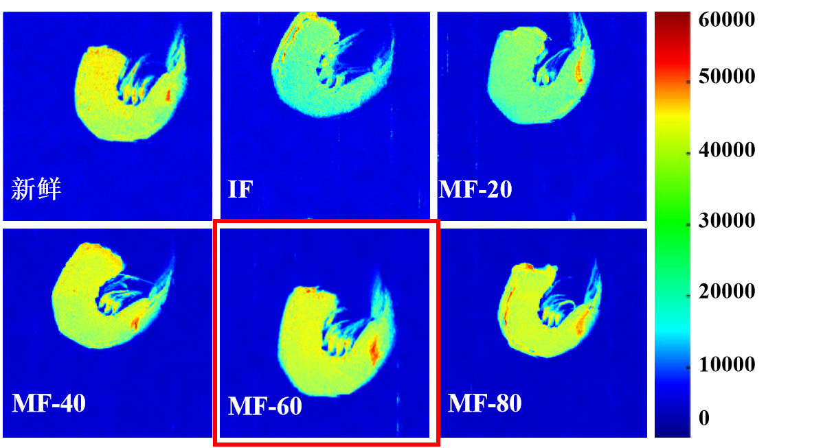 “开云足球体育_开云足球(中国)杯”江南大学优秀案例解析|低场核磁共振分析用于磁场辅助冷冻对虾仁水分迁移的调控研究